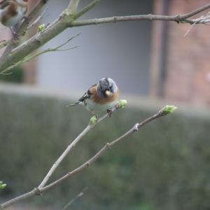 Brambling