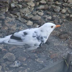 White Blackbird